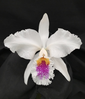 Cattleya mossiae ('Blanca' x 'Aurora') Coming Soon!!